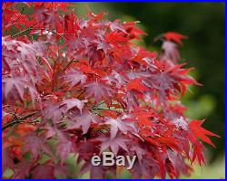 Heirloom 10 Seeds Japanese Red Maple Acer palmatum Bonsai Tree Seeds