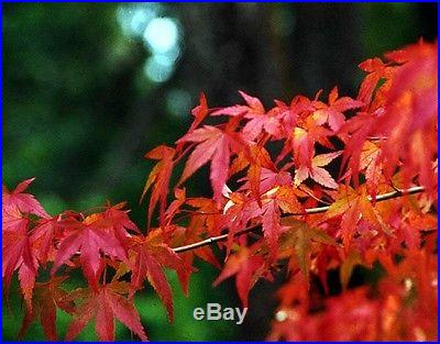 Heirloom 10 Seeds Japanese Red Maple Acer palmatum Bonsai Tree Seeds
