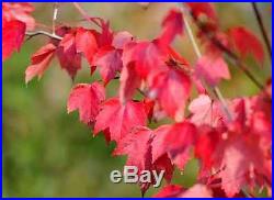 Heirloom 10 Seeds Red maple Scarlet maple Acer rubrum Bonsai Tree Shrub Seeds