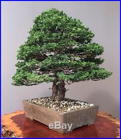Hinoki Cypress