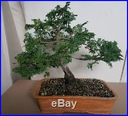 Hinoki Cypress Bonsai Tree