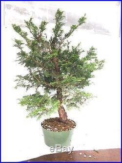 Hinoki Cypress Gracilis Pre Bonsai 24 Tall