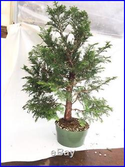 Hinoki Cypress Gracilis Pre Bonsai 24 Tall