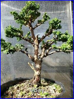 Hinoki cypress Sekka bonsai tree