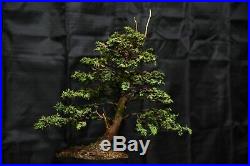 Hinoki cypress Sekka bonsai tree