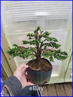 Hinoki cypress Sekka bonsai tree shohin bonsai tree