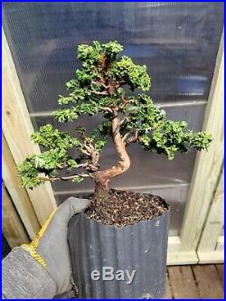 Hinoki cypress Sekka bonsai tree shohin bonsai tree