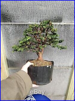 Hinoki cypress Sekka bonsai tree twin trunk shohin bonsai tree