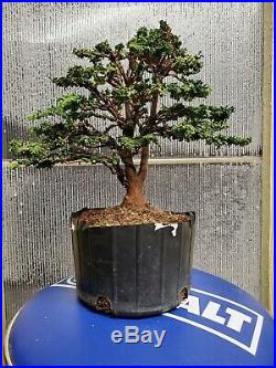 Hinoki cypress Sekka bonsai tree twin trunk shohin bonsai tree