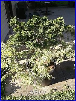 Hinoki doble graft bonsai material