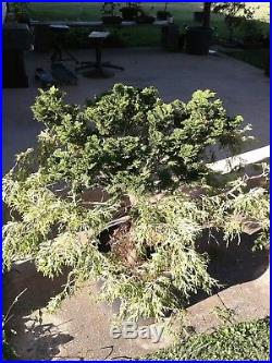 Hinoki doble graft bonsai material