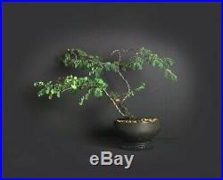 Horseflesh Mahogany Tree, Native Flora bonsai collection from Samurai-Gardens