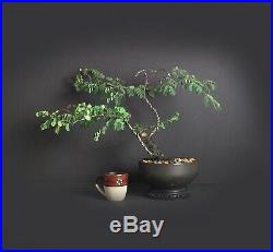 Horseflesh Mahogany Tree, Native Flora bonsai collection from Samurai-Gardens