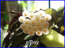 Hoya Lacunosa Ruby Sue- Live Plant in a 8 Pot