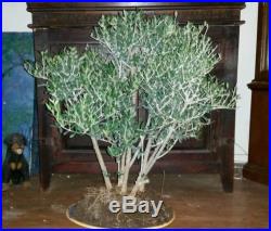 Huge BONSAI OLIVE TREE Olea Europaea Beautiful Wide Canopy Spread