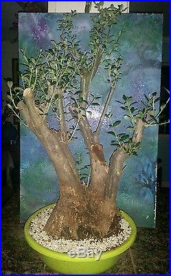 Huge Beautiful 60 Year Old Bonsai Mission Olive Tree Large Rootball Trunk