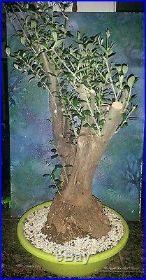 Huge Beautiful 60 Year Old Bonsai Mission Olive Tree Large Rootball Trunk