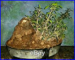 Huge Beautiful 90+ Year Old Pre Bonsai Mission Olive Tree 16 Rootball Trunk