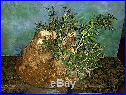 Huge Beautiful 90+ Year Old Pre Bonsai Mission Olive Tree 16 Rootball Trunk