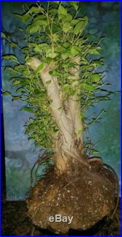 Huge Beautiful Bonsai FICUS BENJAMINA Tree Large Trunks & Nebari