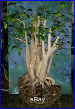 Huge Beautiful Pre Bonsai FICUS BENJAMINA Tree Large Trunks & Nebari