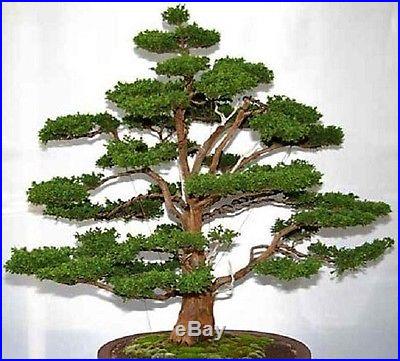 Huge Bonsai Pack 12 Types oF Trees Over 110+ Seeds! Rare + Growing Instruction