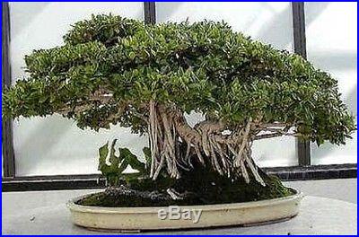 Huge Bonsai Pack 12 Types oF Trees Over 110+ Seeds! Rare + Growing Instruction