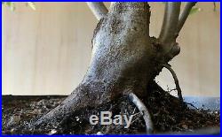 Huge English Hornbeam Specimen Huge Trunk Bonsai Tree Nebari Wicked
