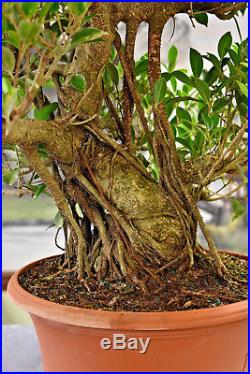 Huge FICUS TIGER BARK Pre-Bonsai Tree from China. Grow Indoors. Easy to Grow
