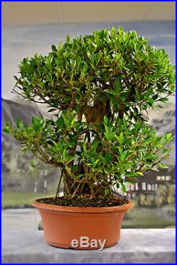 Huge FICUS TIGER BARK Pre-Bonsai Tree from China. Grow Indoors. Easy to Grow