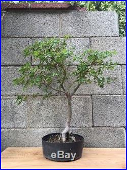 Huge Japanese Green Maple Bonsai Tree Big Thick Trunk Nebari Specimen Unique
