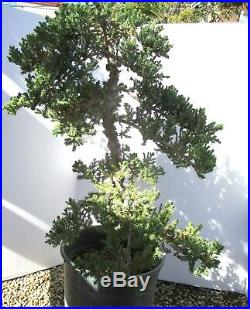 Huge Japanese Juniper for shohin mame bonsai tree thick trunk
