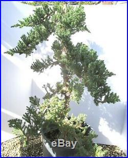 Huge Japanese Juniper for shohin mame bonsai tree thick trunk