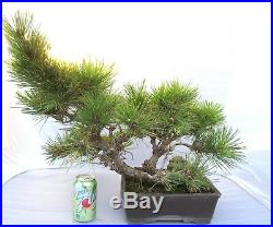 Huge Old Black Pine for shohin mame bonsai tree thick trunk