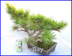 Huge Old Black Pine for shohin mame bonsai tree thick trunk