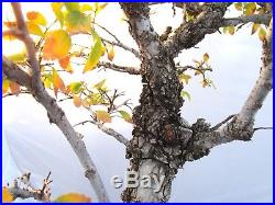 Huge Old Cork Bark Elm for shohin mame bonsai tree thick trunk