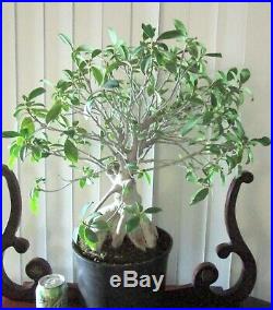 Huge Old Fat Ginseng ficus for mame shohin bonsai tree exposed roots