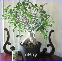 Huge Old Fat Ginseng ficus for mame shohin bonsai tree exposed roots