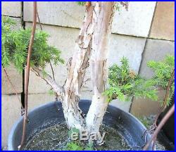 Huge Old Foemina Juniper for shohin mame bonsai tree thick trunk
