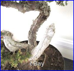 Huge Old Japanese Juniper for shohin mame bonsai tree thick trunk