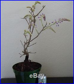 Huge Purple flowering Japanese wisteria for unique shohin mame bonsai tree