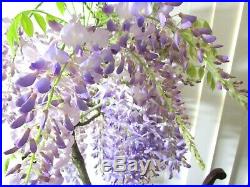 Huge Purple flowering Wisteria for shohin mame bonsai tree thick trunk