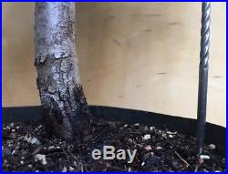 Huge Specimen Aptos Blue Redwood Pre Bonsai Tree Big Thick Trunk