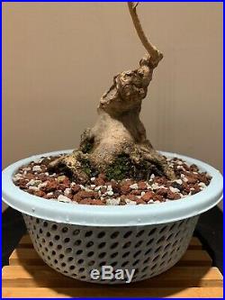 INCREDIBLE BASE AND TAPER! On This Sumo Style Trident Maple Pre Bonsai