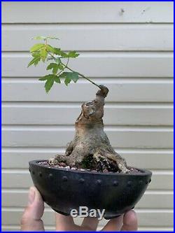 INCREDIBLE BASE AND TAPER! On This Sumo Style Trident Maple Pre Bonsai
