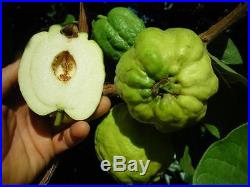 INDONESIAN SEEDLESS GUAVA Rare Fruit Tree WHITE FLESH LIVE Potd Starter Plant