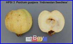 INDONESIAN SEEDLESS GUAVA Rare Fruit Tree WHITE FLESH LIVE Potd Starter Plant