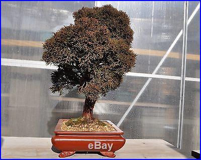ITOIGAWA SARGENT Juniper specimen bonsai