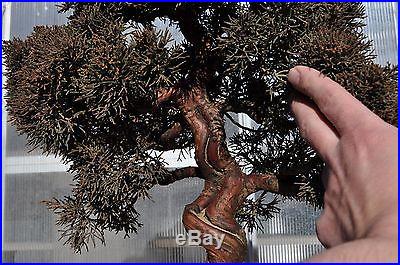 ITOIGAWA SARGENT Juniper specimen bonsai