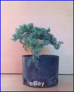 Icee Blue Juniper Pre Bonsai Tree Evergreen Shohin